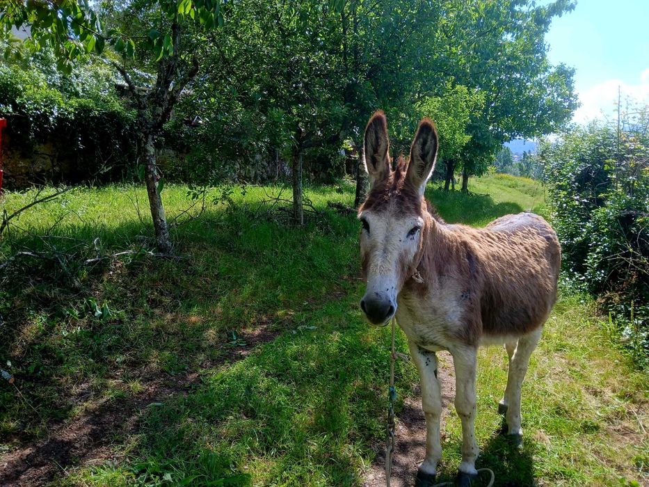 Burro + albarda!