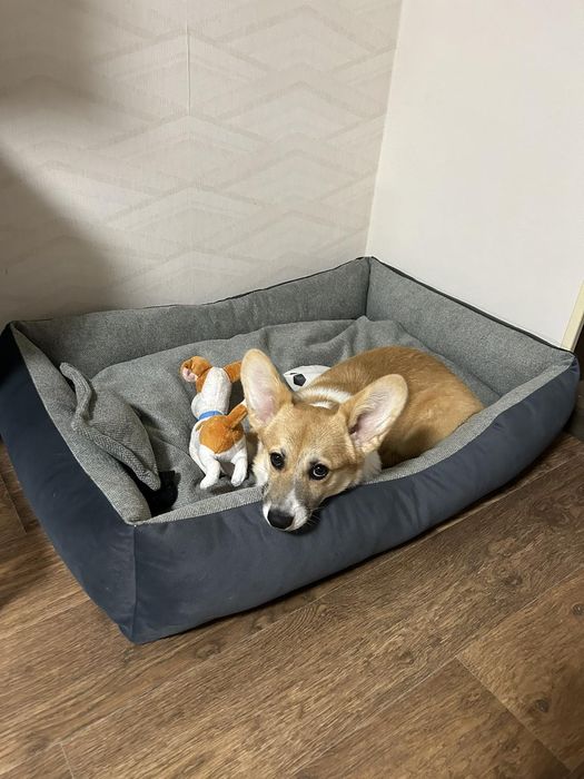 Розпродаж!!Лежанки для собак і котів