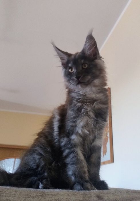 Kocięta Maine Coon