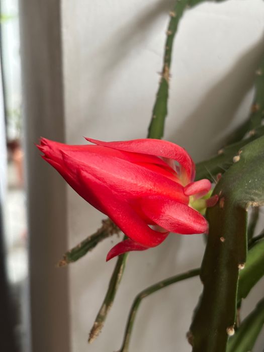 Grudnik czerwony kaktus Bożego Narodzenia Epiphyllum Ackermanii