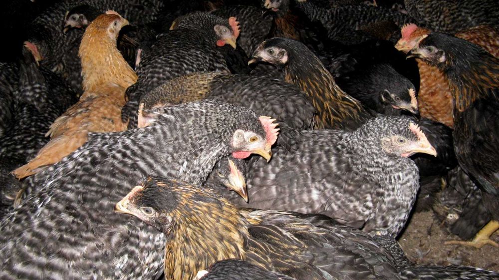 Kury nioski młode Rosa Messa Leghorn z jajkiem z wolnego wybiegu.