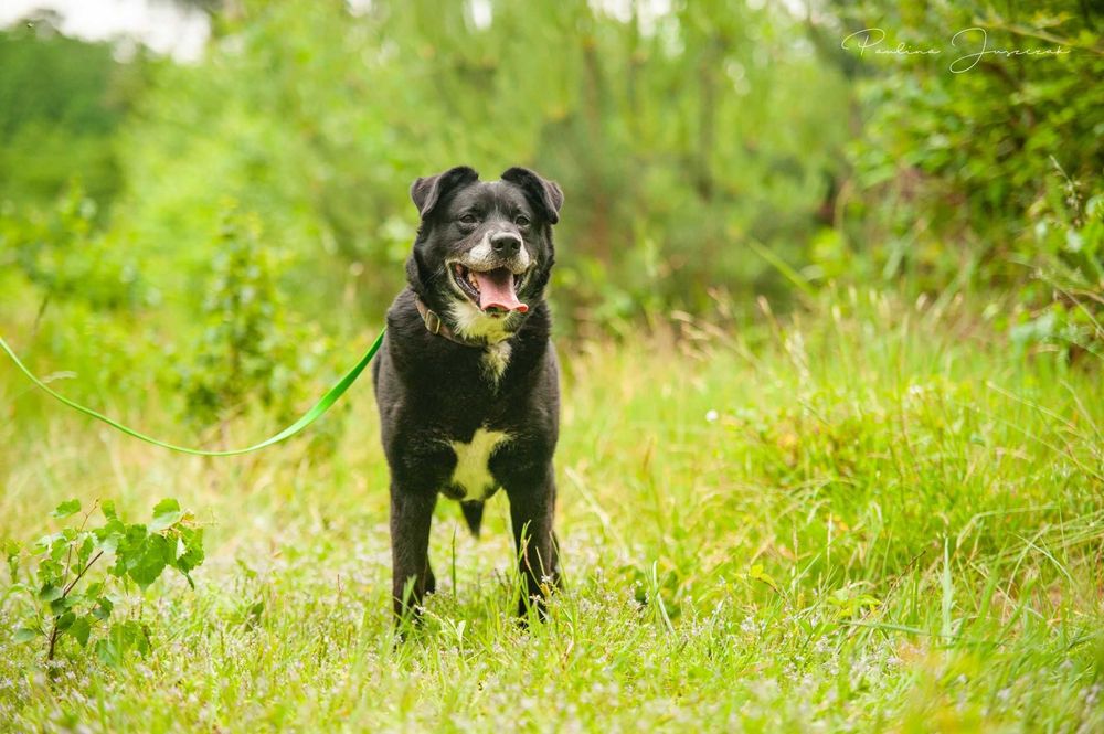 Nie ma drugiego takiego jak on! Michaś do adopcji!