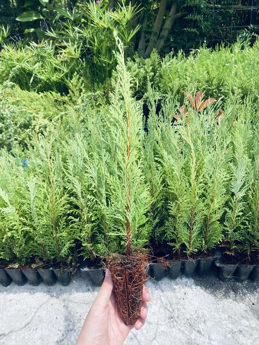 Cedros em covete cerca de 20/30cm