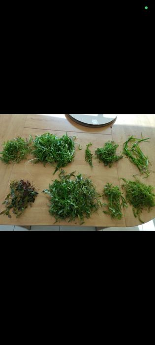 Rośliny mix mech Ludwigia nawodka