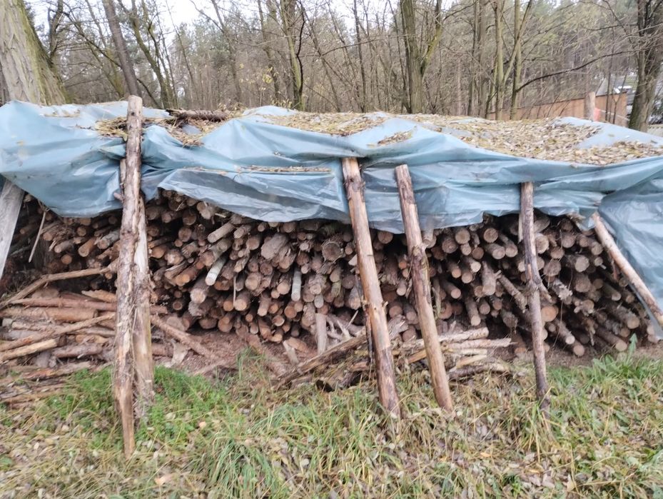 Drewno opałowe sosnowe