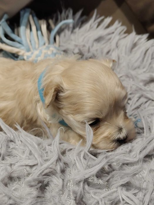 Drobniutki chłopczyk -Maltipoo F1