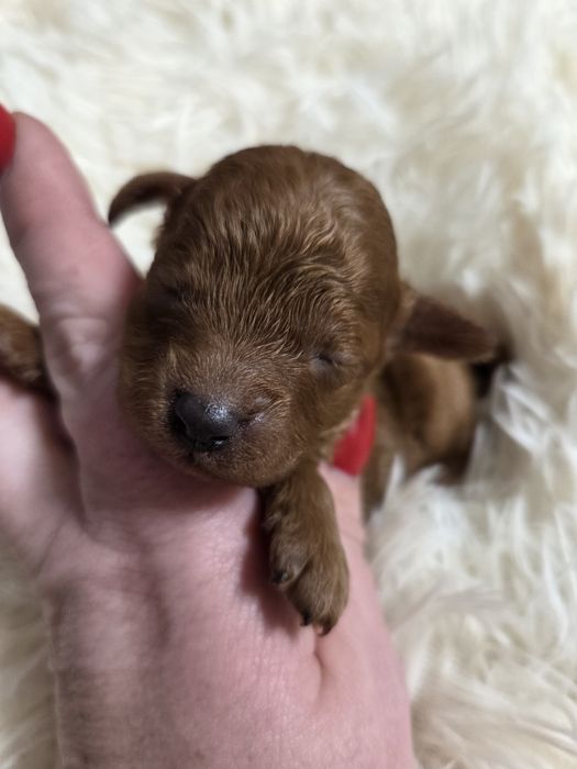 Pudel Toy Boy piekny