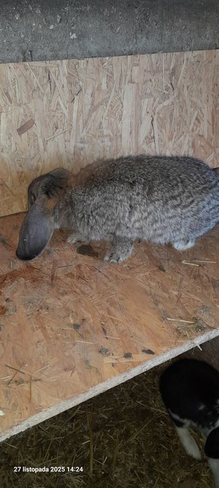 Sprzedam samiczki Baran Francuski