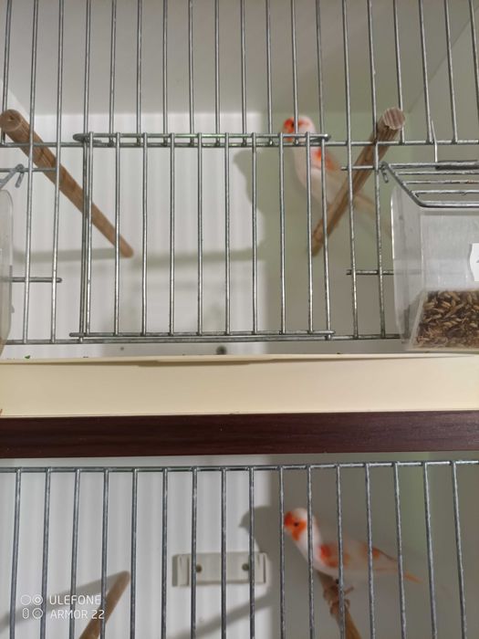 kanarki Zory biale,czerwone i czerwone mozaiki,