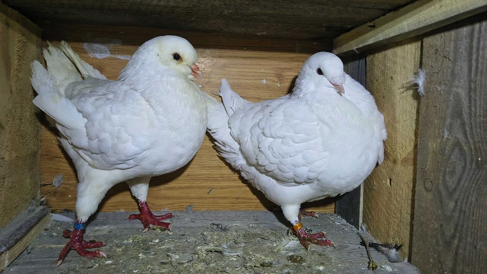 Sprzedam parkę kingów