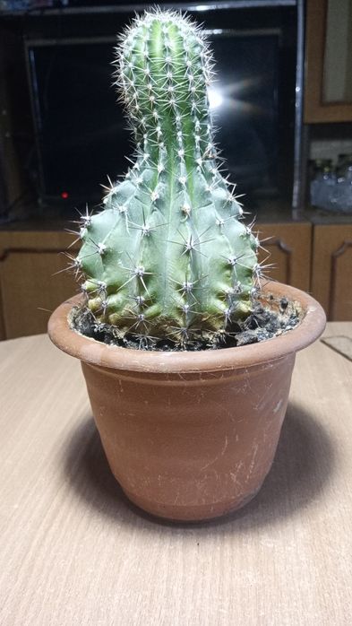 Продаю суккуленты.кактус и алое.