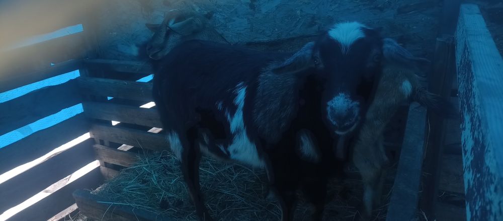 Продам коз  взрослых