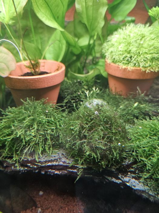 Musgo java para aquario