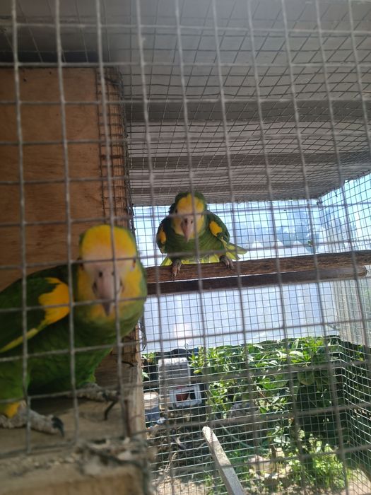 Papagaios Amazonas Barbadensis