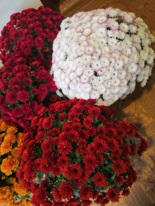 Мультифлора хризантема, маточники