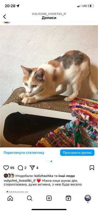 Стерилізована триколірна киця