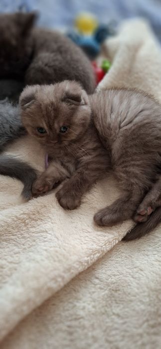 Шотландські плюшеві красуні