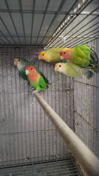 Aves disponíveis cerca de 40 de várias raças e cores