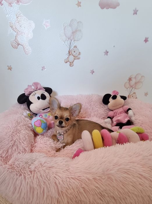 Chi Fêmea mini  pêlo longo c tds as vacinas  Pedigree e afixo