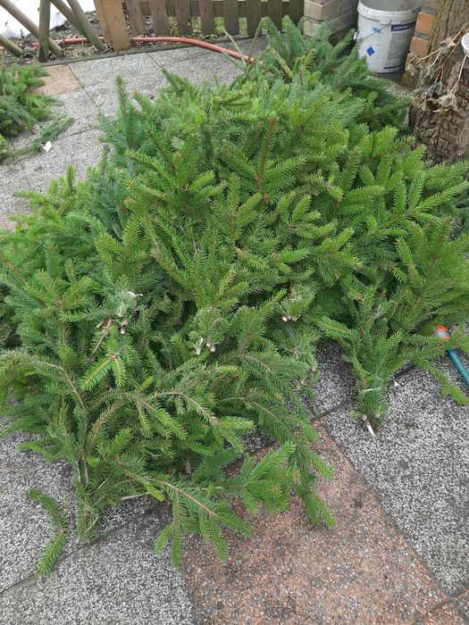Choinki  żywe srebrne, jodły  kaukazkie,jemioła