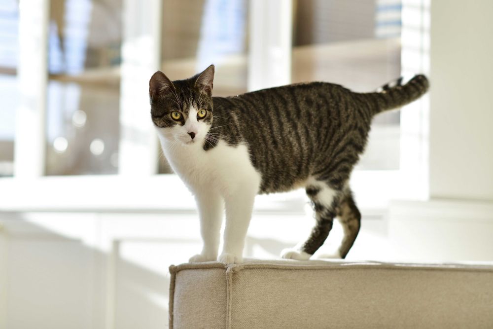 Półroczny, wykastrowany Milo szuka domu