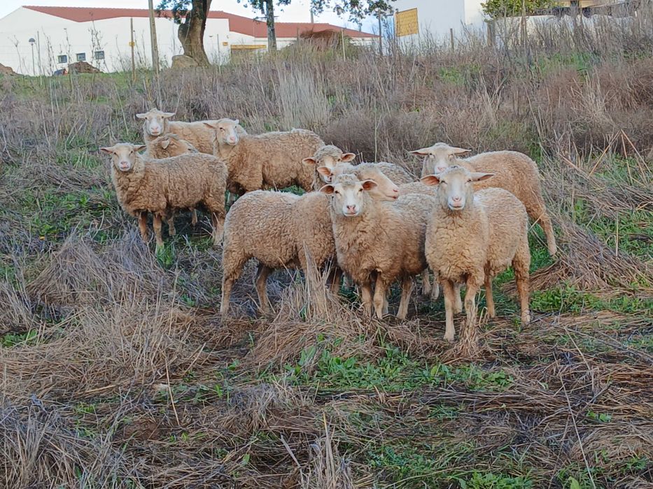 Malatas merinas crusadas