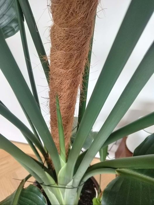 Strelicja 180 cm