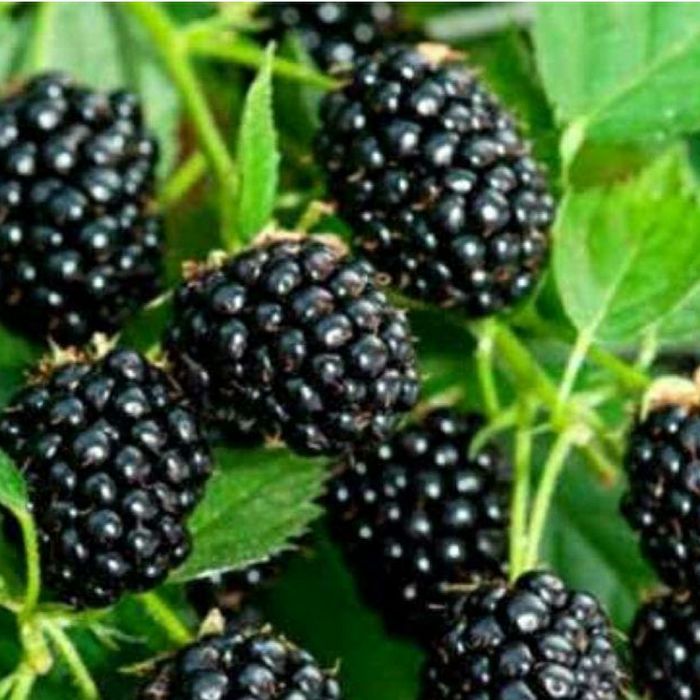 Ожина ремотантна " Бебі" . Ежевика карликовая, балконная