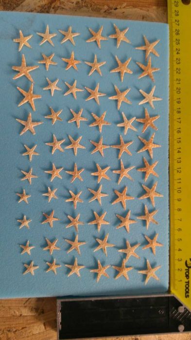 Морські зірочки натуральні (Astropecten vappa) 1-2-3 см