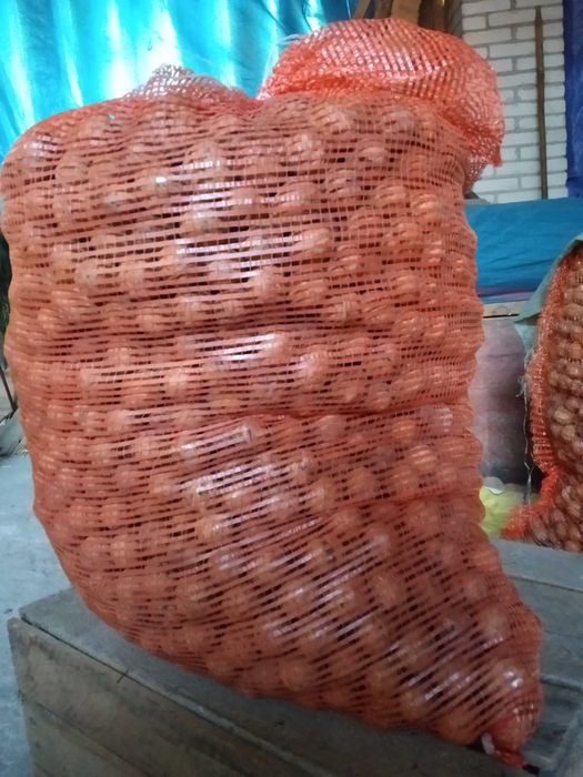 Orzechy włoskie w łupinach