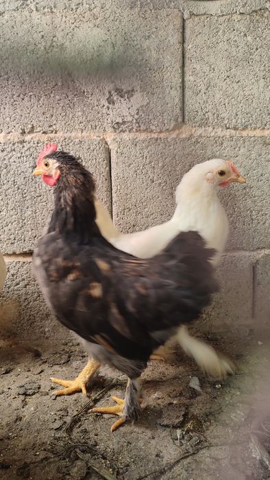 Casal garnizes novos