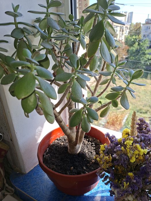 Рослина денежное дерево толстянка