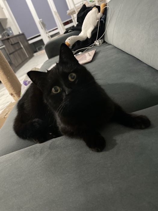 Шукає дім чорна лагідна кішка, ~1 рік