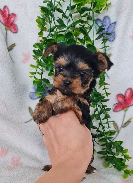 Estupendo menino Yorkshire Terrier mini de Qualidade