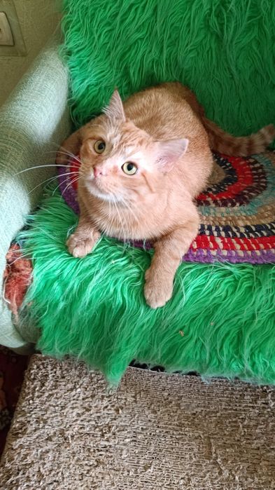 Рудий кіт, взяти в родину