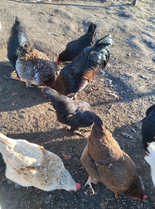 Інкубаційне яйце