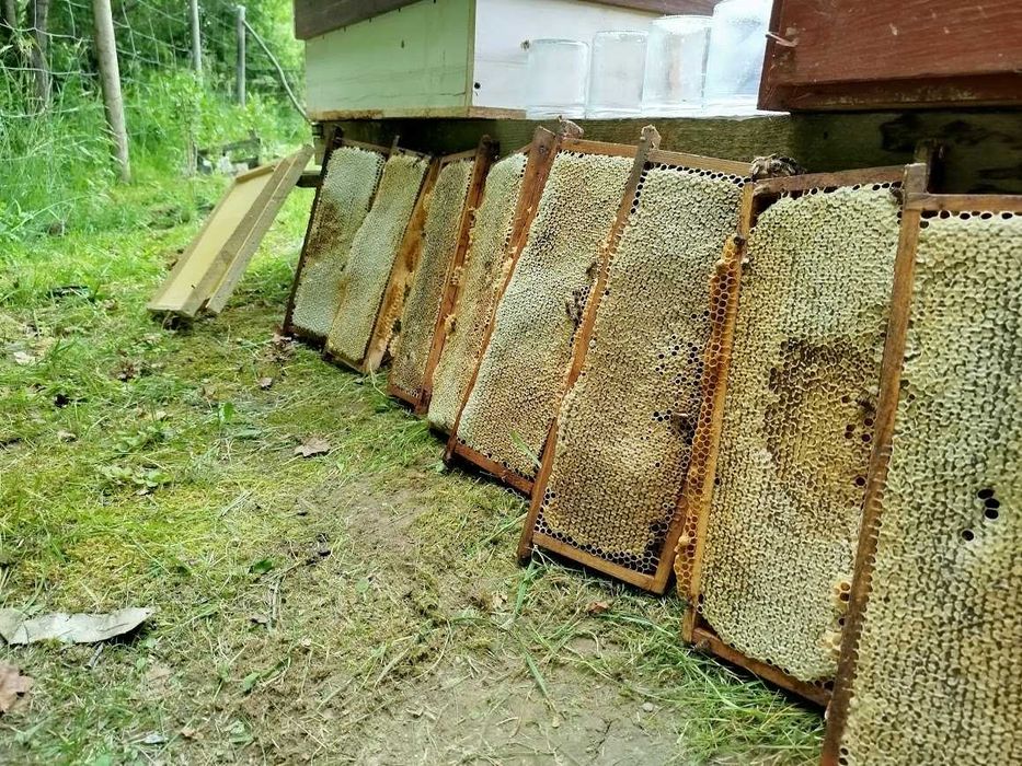 przezimowane rodziny pszczele