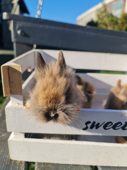 Króliczki Karzełki teddy