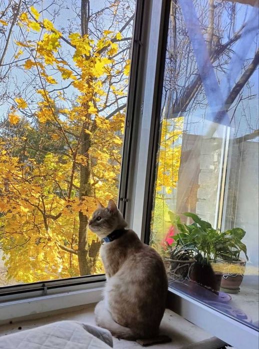Котики в добрі руки, в одну родину