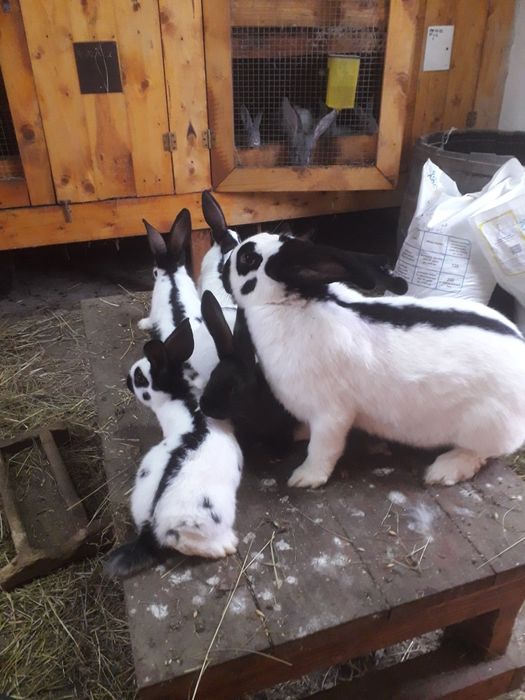 Кролики строкач : дорослі самці і самки