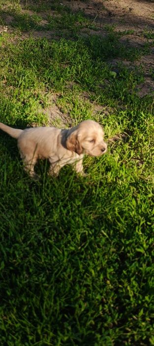 Cocer Spaniel Piesek