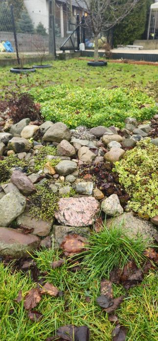 Rosliny   na skalniak