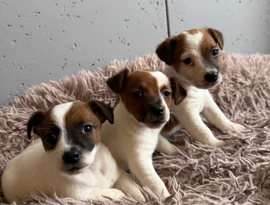 Jack Russell Terrier od # Smartie Jacks # możliwość rezerwacji