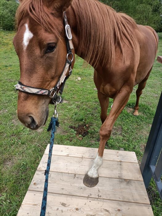 Sportowa klacz trzy letnia, spokojna i obyta