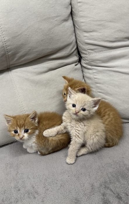 Віддам кошенят у добрі руки