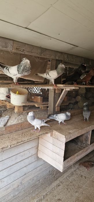 Sztajgry stawak polski garlacze górnośląskie śląskie stawaki sztaficer