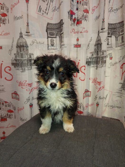 Віддам в хороші руки чудових цуценят