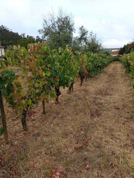 Venda de uvas para vinho ,