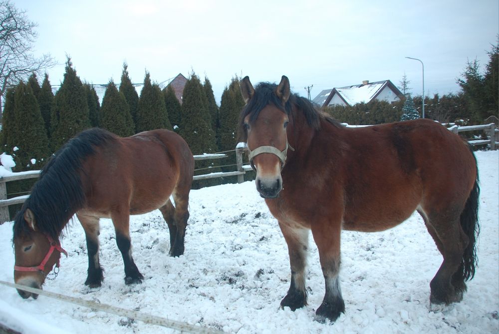 Sprzedam klacze i ogiery sztumskie