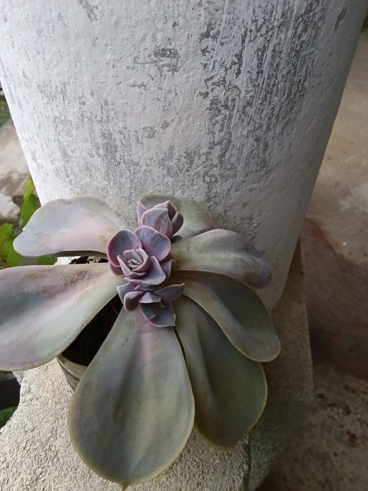 Ехеверія Succulent Echeveria Lila China